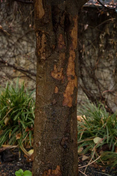 일본에서 eriobotrya 나무 식물의 나무 줄기 — 스톡 사진