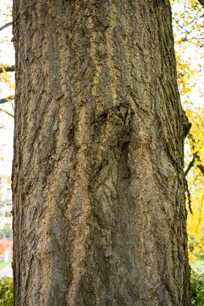 나무 줄기에 은행나무 biloba ginkgoaceae의가 시즌 — 스톡 사진