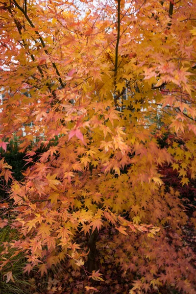 Árvore com folhas de laranja na temporada de outono — Fotografia de Stock