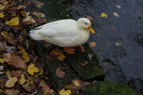 Pato branco na margem do rio com folhas de outono — Fotografia de Stock