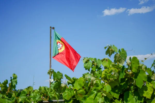 Bandeira portugal em jardim com planta verde e céu azul — Fotografia de Stock