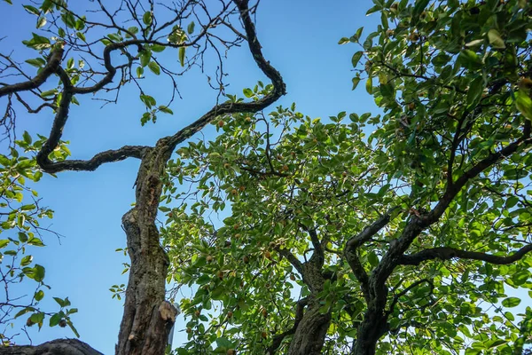 Низкий Угол Обзора Старого Дерева Айвы Голубым Фоном — стоковое фото