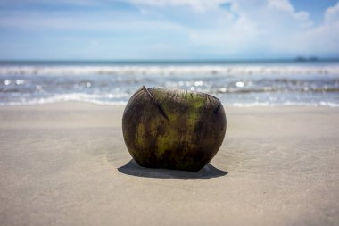Kumlu sahilde okyanus su arka plan ile yalan Hindistan cevizi. Tatil tropikal kavramı