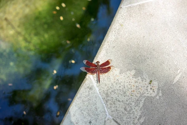 Red dragon fly obok wody na betonowej podłodze — Zdjęcie stockowe