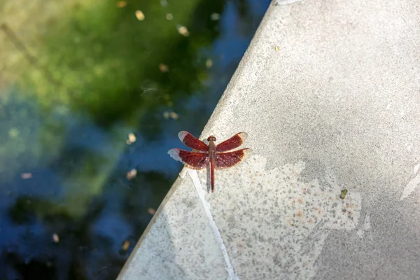 Red dragon fly obok wody na betonowej podłodze — Zdjęcie stockowe