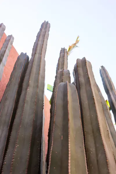 Cactus de cerca delante de la pared roja —  Fotos de Stock