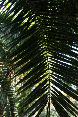 Kuzey Afrika'dan da Anka kuşu dactylifera palmiye ağacının yaprak