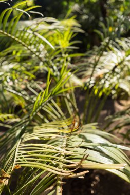 lepidozamia peroffskaya palmiye yaprak yapı kimden Avustralya