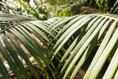 lepidozamia peroffskaya palmiye yaprak yapı kimden Avustralya