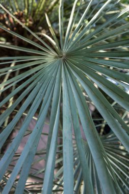 trachycarpus fortunei palmiye yaprağı deseni görünümü kapatın