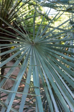 trachycarpus fortunei palmiye yaprağı deseni görünümü kapatın