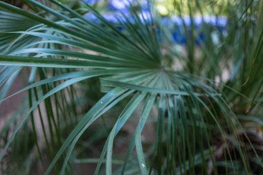 Yucca gloriosa palmiye yaprağı deseni'ı Güney Doğu Amerika ve Meksika
