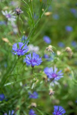 Çiçek açan Peygamber, bir alandaki Centaurea cyanus