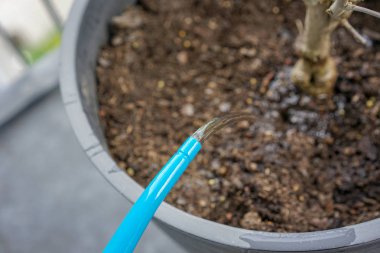 çiçek tencerede kuru bitki ile mavi sulama olabilir