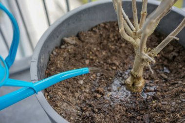 çiçek tencerede kuru bitki ile mavi sulama olabilir