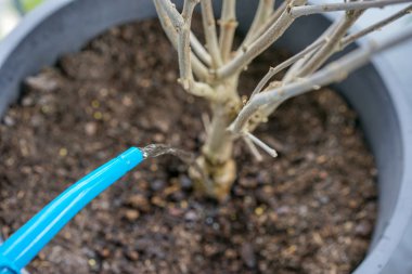 çiçek tencerede kuru bitki ile mavi sulama olabilir