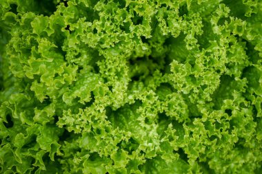 taze yeşil marul yaprakları salata, lactuca sativa