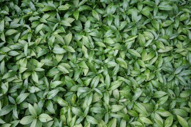 Taze çay yaprakları, yeşil renkli tasarım