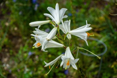 Şanlı Lilium candidum, Madonna Lily bir bitki cins lilyum
