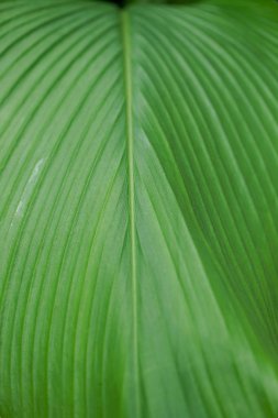 Yaprak Curcuma yakın tam kare görünümü