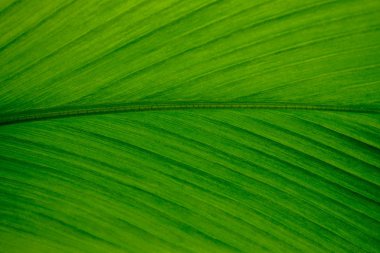 Yaprak Curcuma yakın tam kare görünümü