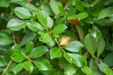 Yaprakları guava ağacının Güney Amerika Myrtaceae evde ailesine ait Psidium guineense