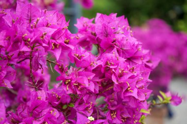 Daha az Begonvil glabra nyctaginaceae, tropikal yağmur ormanları, yakından görmek çiçek