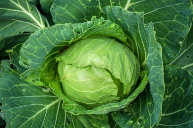 Organik lahana salatası baş, brassica olearaceae
