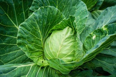 Organik lahana salatası baş, brassica olearaceae