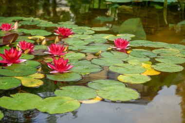 Kırmızı Nilüfer çiçek gölet, nymphaea alba