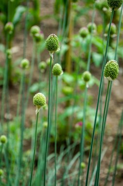 yuvarlak başlı pırasa çiçek kafa tomurcukları açmak, olarak da bilinen Sphaerocephalon allium başlangıç