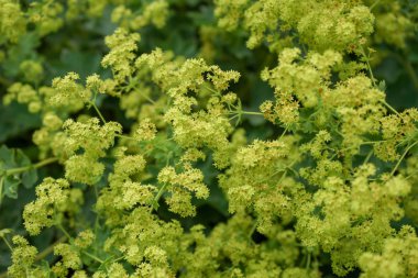 sarı aslan ayak çiçekler ya da bayanlar-manto, alchemilla xanthochlora