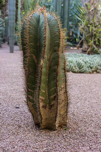 Cactus suculento en el suelo de piedra de guijarros pequeños — Foto de Stock