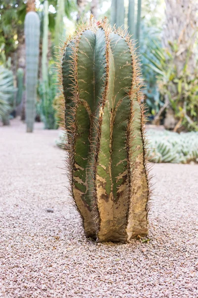 작은 조약돌 돌 층에 선인장 succulent — 스톡 사진