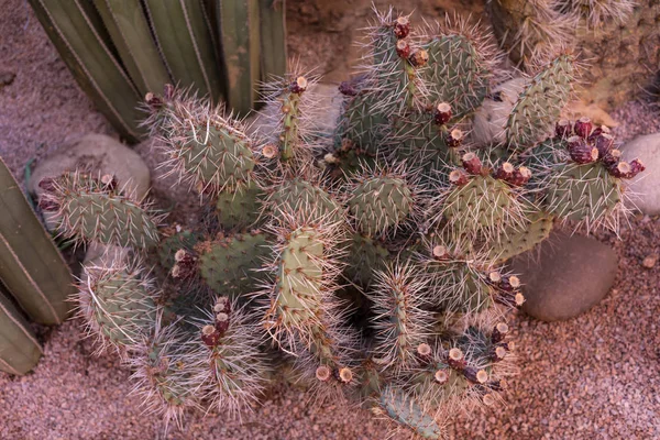 Olika cactus saftiga framför röd vägg — Stockfoto