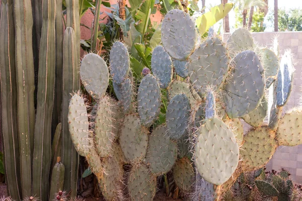 Diferentes cactus suculentas delante de la pared roja — Foto de Stock