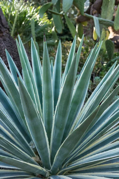 Garden full of palms and exotic plants close up view — Stock Photo, Image