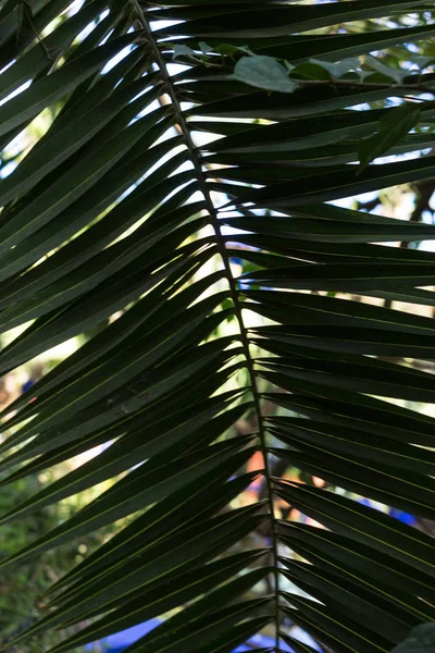 Leaf of phoenix dactylifera palm tree from north africa — Stock Photo, Image