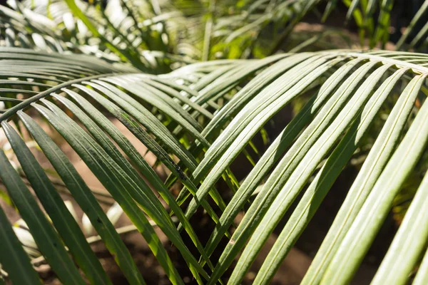 Lepidozamia peroffskaya palm leaf struktur från Australien — Stockfoto