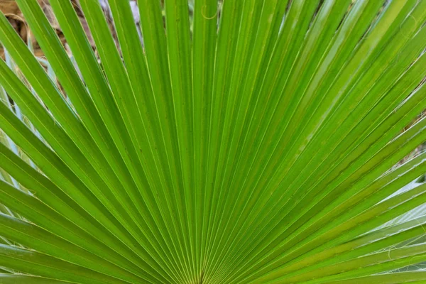 Palmblatt von Trachycarpus fortunei Nahaufnahme Musteransicht — Stockfoto