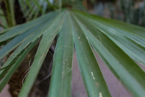 Palm leaf av trachycarpus fortunei närbild mönster Visa — Stockfoto