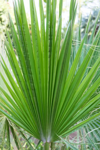 Palmblatt von Trachycarpus fortunei Nahaufnahme Musteransicht — Stockfoto