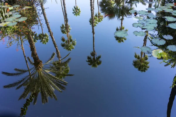 Пальма в воде отражение с водой поднялся чистый вид — стоковое фото