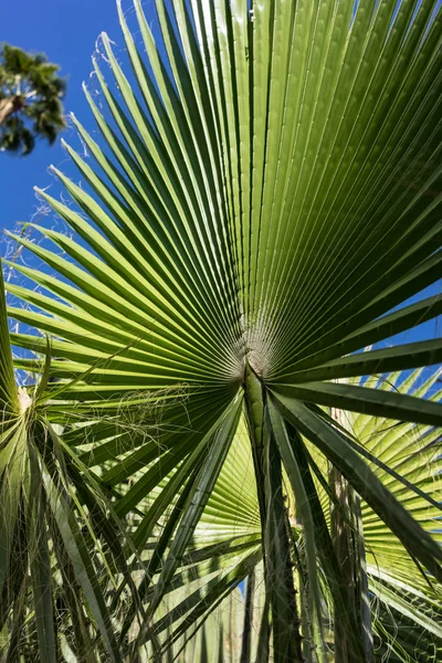 trachycarpus fortunei palmiye yaprağı mavi gökyüzü ile