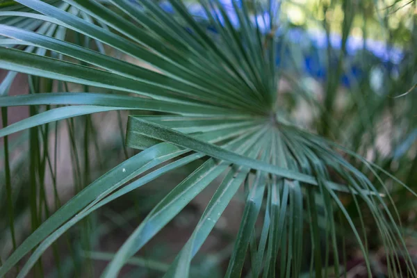 Patrón de hoja de palma de yuca gloriosa del sureste de EE.UU. y México — Foto de Stock