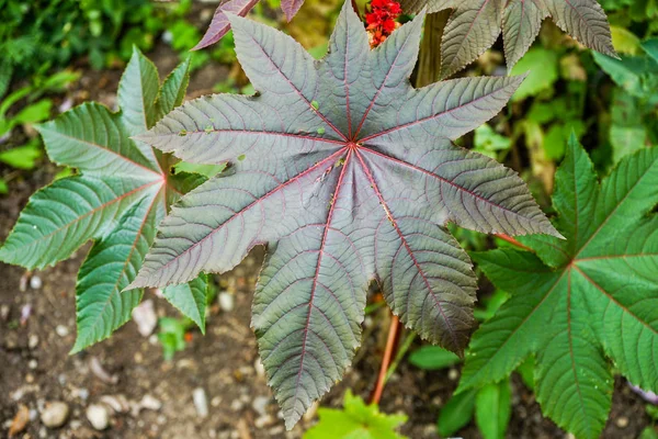 Big leaf of Ricinus communis, the castor oil plant from spurge family, Euphorbiaceae — Stock Photo, Image