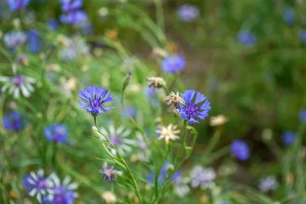 Blühende Kornblumen, Centaurea cyanus, auf einem Feld — Stockfoto