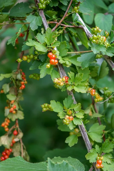 Olgun kırmızı meyve ile frenk üzümü bitki Ribes petraeum Wulfen, Grossulariaceae ailesinden — Stok fotoğraf