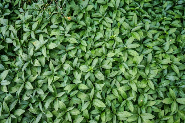 Feuilles de thé fraîches, fond vert — Photo