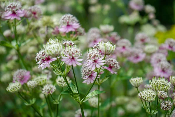 Grandes flores de la hierba maestra,. Astrantia major, floreciendo en un jardín —  Fotos de Stock